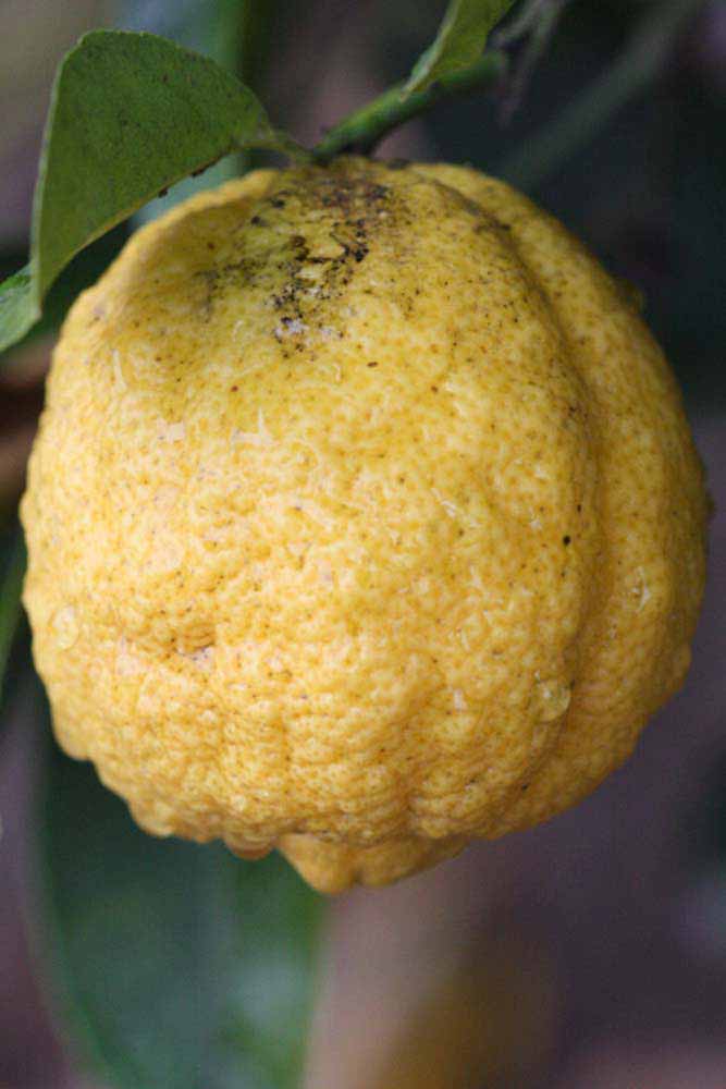            Fruit (Limoneira, Riverside, CA)   